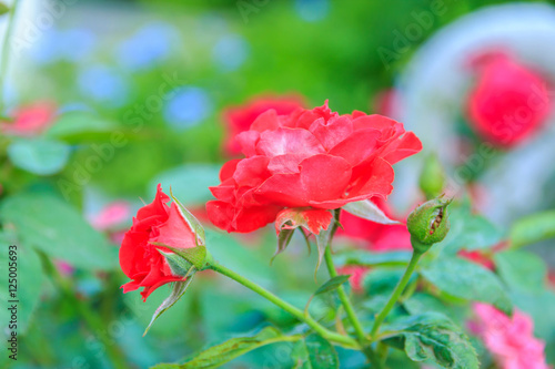  Red rose with stem in the garden