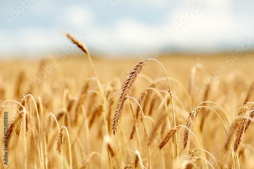 cereal field with spikelets of ripe rye or wheat photo