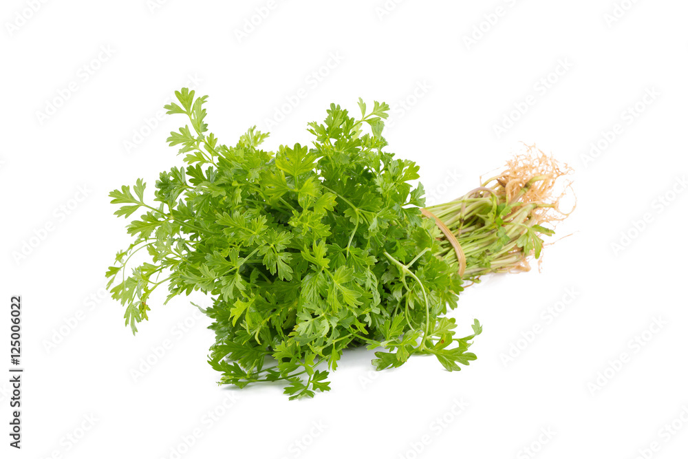 Bunch of fresh coriander leaves over white background. Bunch of fresh coriander leaves over white background.