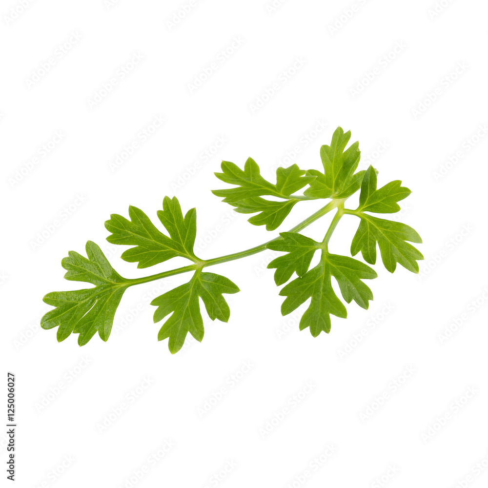 Bunch of fresh coriander leaves over white background. Bunch of fresh coriander leaves over white background.