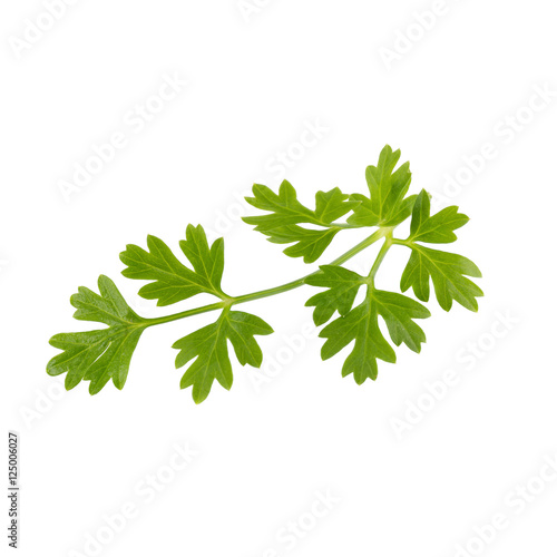 Bunch of fresh coriander leaves over white background.