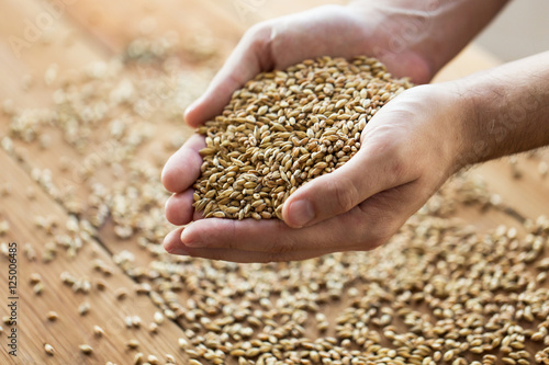 Wall Mural male farmers hands holding malt or cereal grains