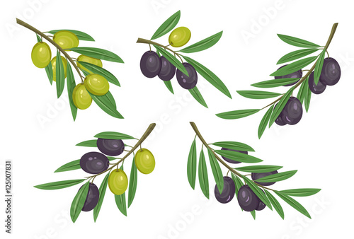 Agriculture olive branch with ripe and raw berries