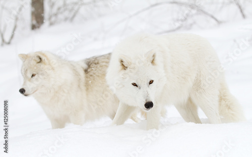 Arctic wolves (Canis lupus arctos) isolated on white background closeup in the winter snow in Canada
