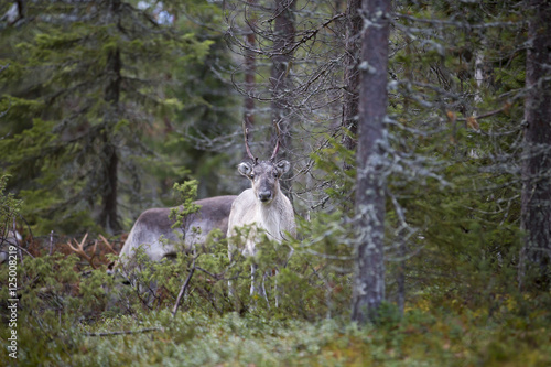 Reindeer in the forest. 