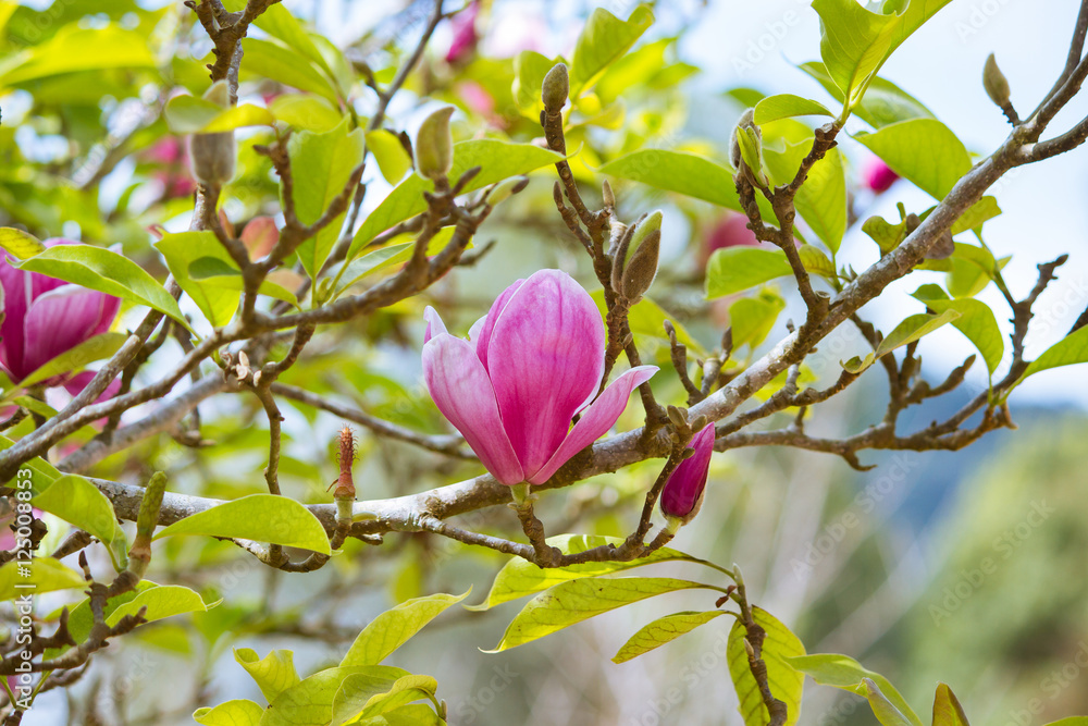 Naklejka premium The flowers of magnolia x soulangeana, saucer magnolia