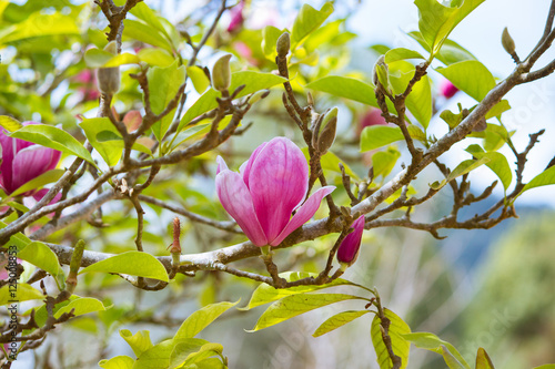 The flowers of magnolia x soulangeana, saucer magnolia