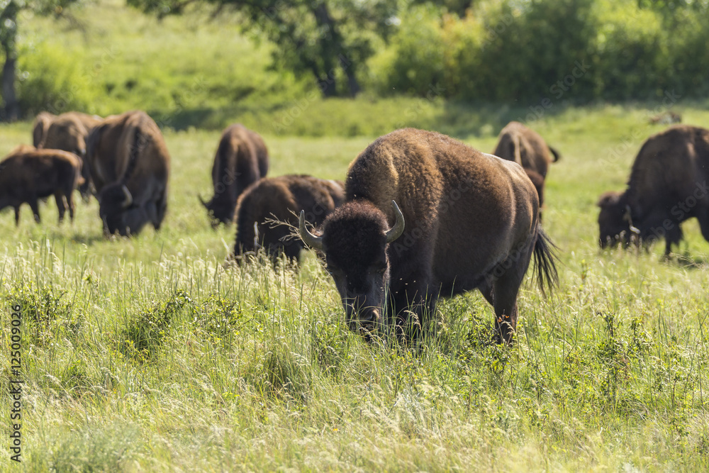 Buffalo In South Dakota's Black Hills Stock Photo Adobe Stock