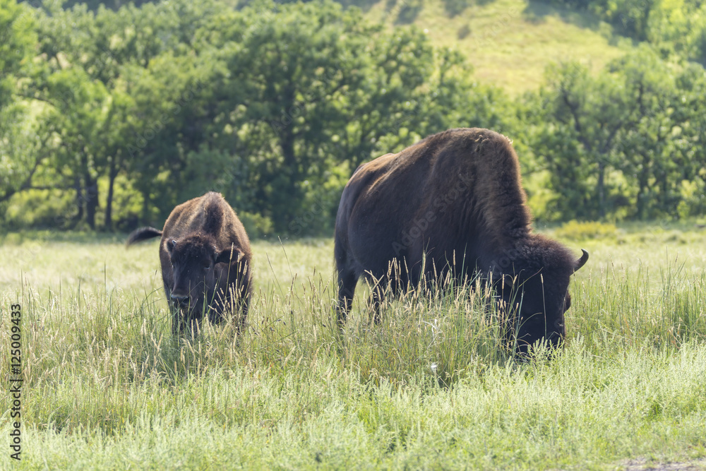Buffalo In South Dakota's Black Hills Buffalo In South Dakota's Black Hills