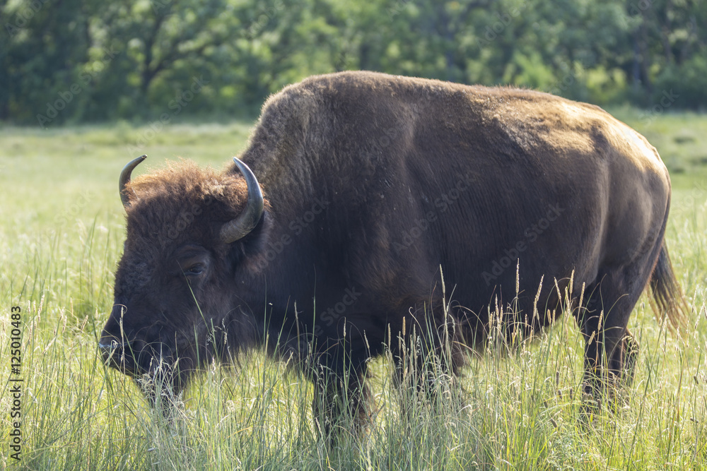 Buffalo In South Dakota's Black Hills