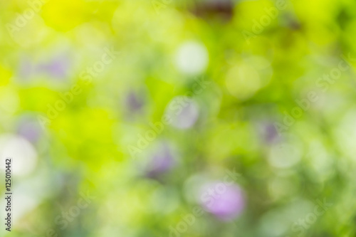 Abstract bokeh and blurred green nature background