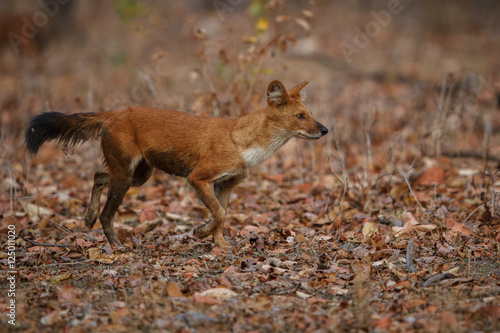 Indian wild dog pose in the nature habitat, very rare animal, dhoul, dhole, red wolf, red devil, indian wildlife, dog family, nature beauty, cuon alpinus