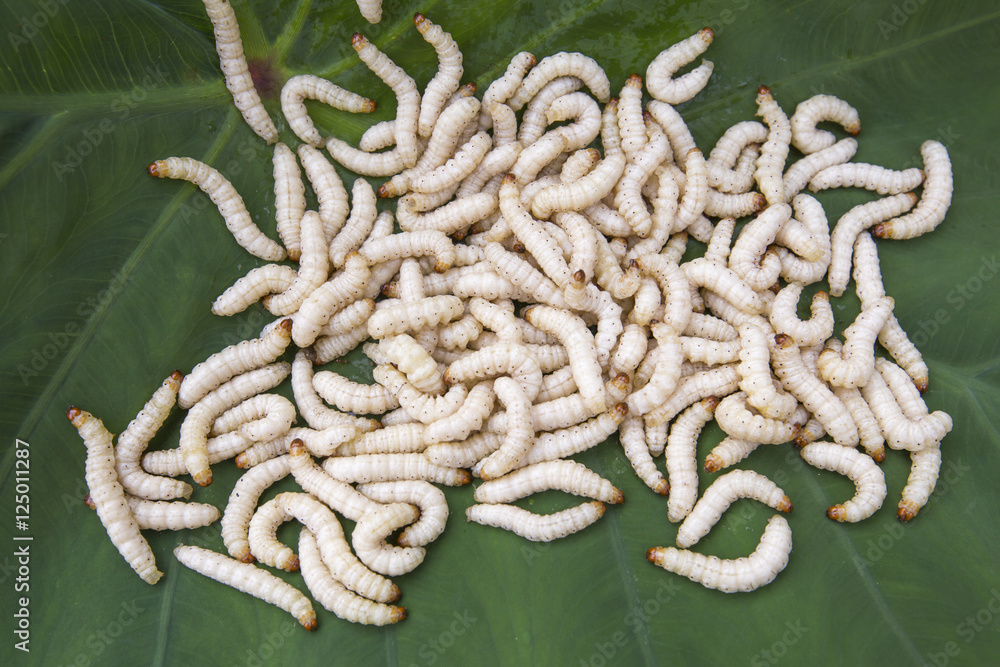 Chrysalis or bamboo insect live in bamboo tree Stock Photo Adobe Stock