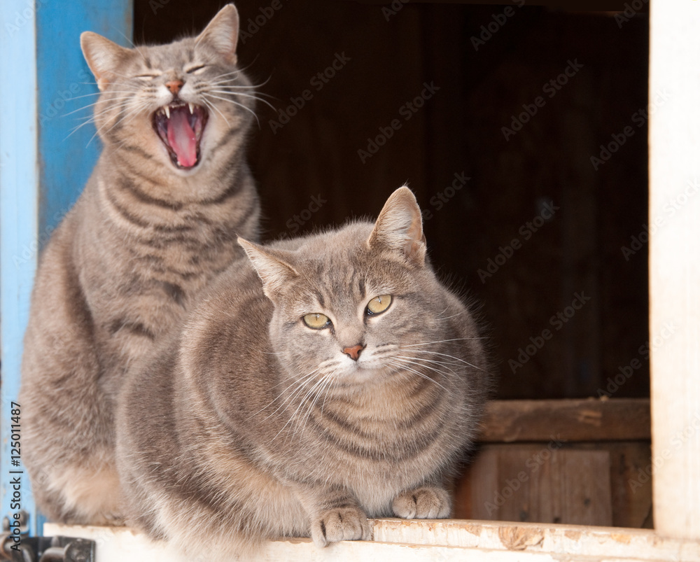 Two beautiful blue tabby cats on top of a Dutch door of a blue barn