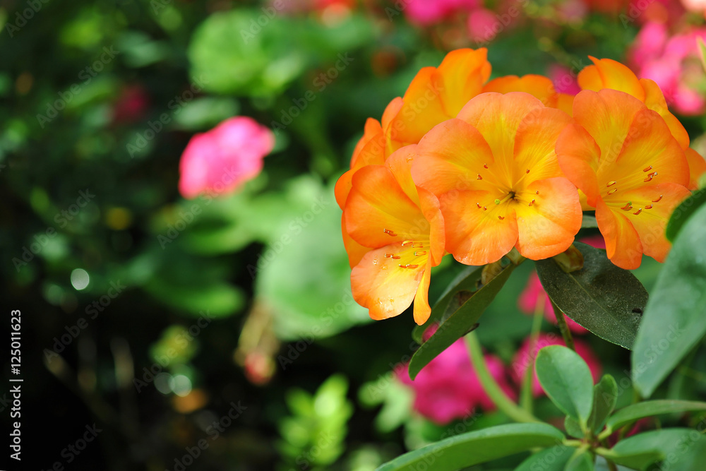 Orange Rhododendron blooming (Rhododendron scabrum) Orange Rhododendron blooming (Rhododendron scabrum)