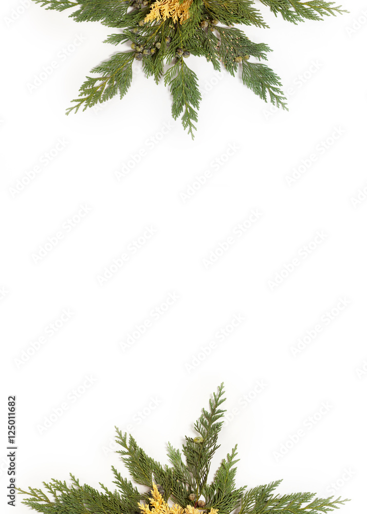 Evergreen leaves arranged in star shape isolated on white Evergreen leaves arranged in star shape isolated on white