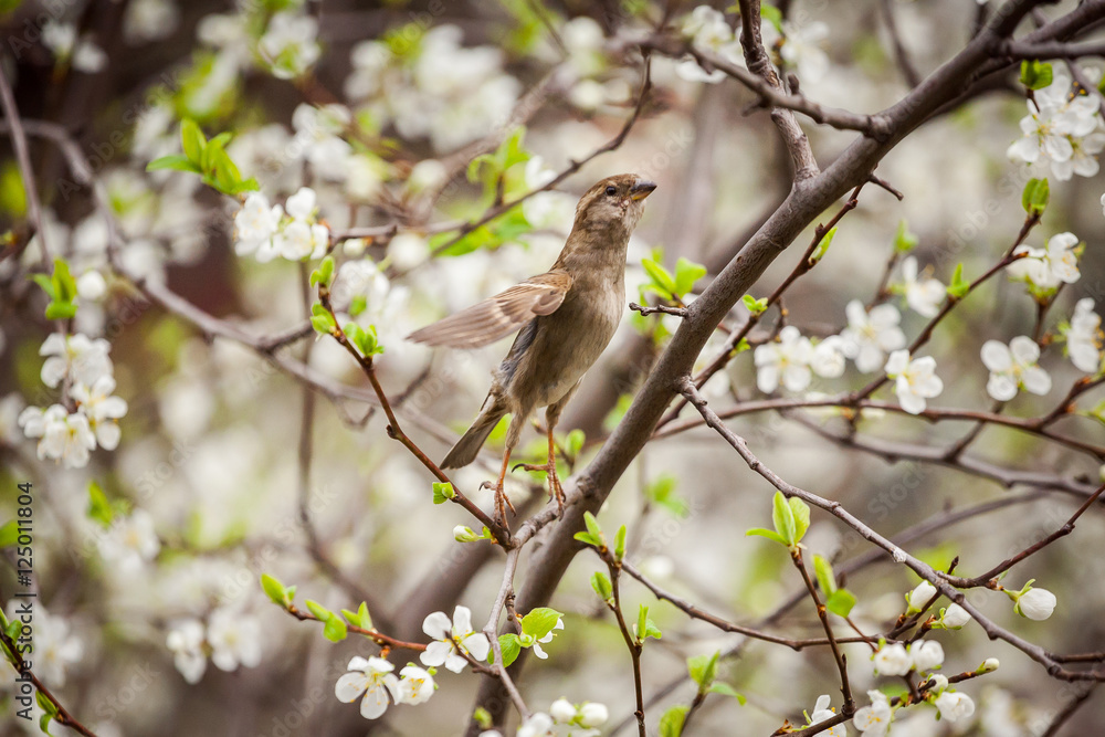 sparrow sitting on a flowering tree, sparrow in the spring garden sparrow sitting on a flowering tree, sparrow in the spring garden