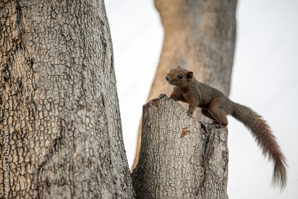 Obraz premium squirrel