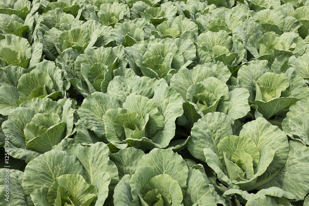 Cabbage on a Field Cabbage on a Field