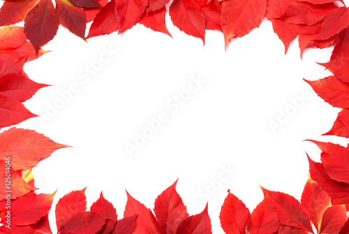 Red autumn leaves frame isolated on white background