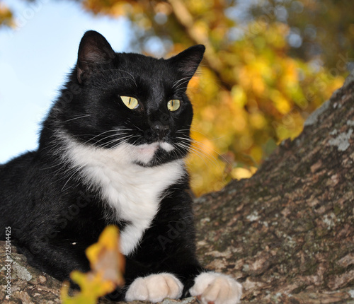 Handsome tuxedo cat with striking eyes surveying world from his tree