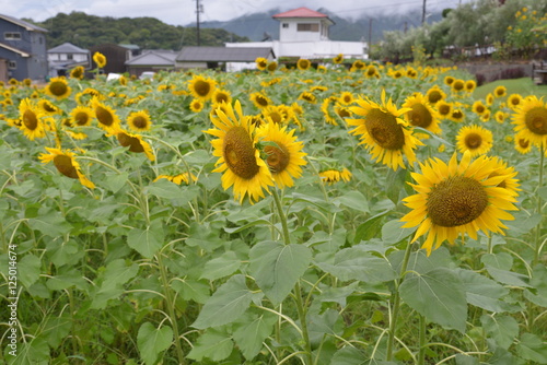 Shodoshima Street View Japan photo