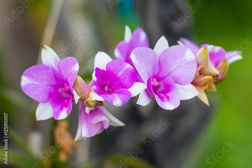Natural  fresh purple orchids