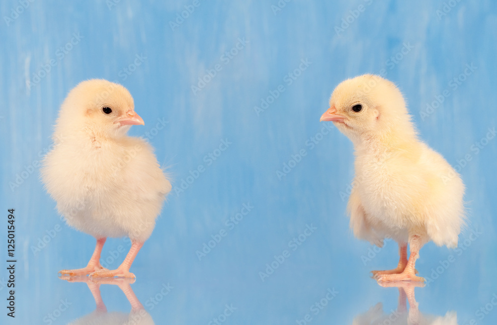 Two yellow Easter chicks against blue background with reflection