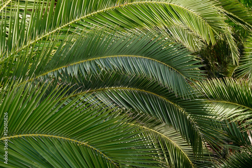 Palmbl  tter  arecaceae