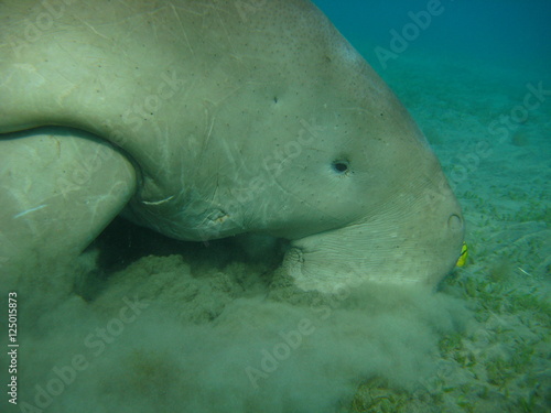 Dugong   Seekuh