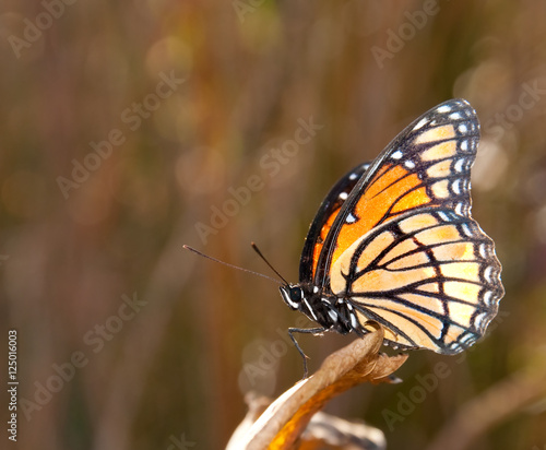 Viceroy butterfly perched on an autumn leaf
