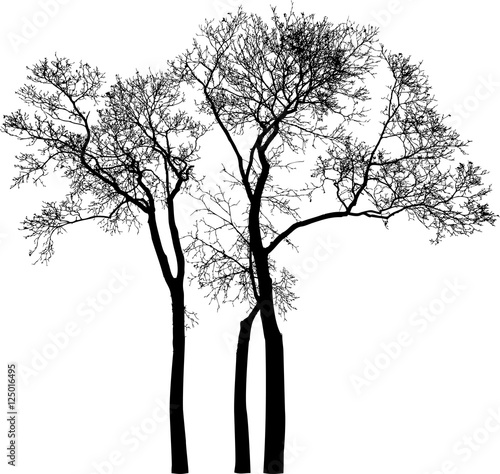Naklejka sylwetki drzew bez liści