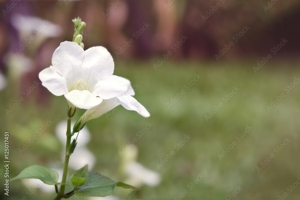 Fototapeta premium White Desert rose flower (Other names are desert rose, Mock Azal