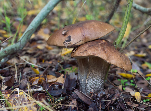 Leccinum duriusculum, the Birch bolete