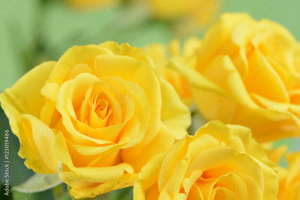 yellow Shrub rose macro, shallow depth of field yellow Shrub rose macro, shallow depth of field