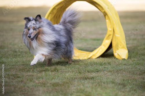 Fotografie Dog, Shetland Sheepdog, Sheltie, agility