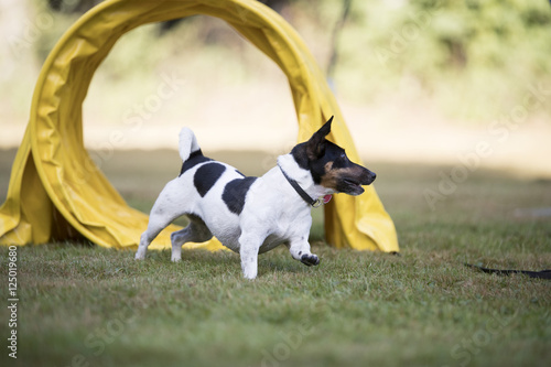 Dog, Jack Russell Terrier, running through agility tunnel