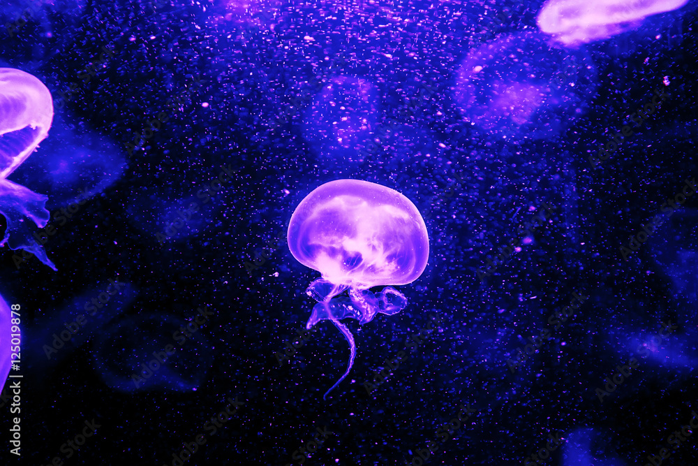 Jellyfish in the dark background Jellyfish in the dark background