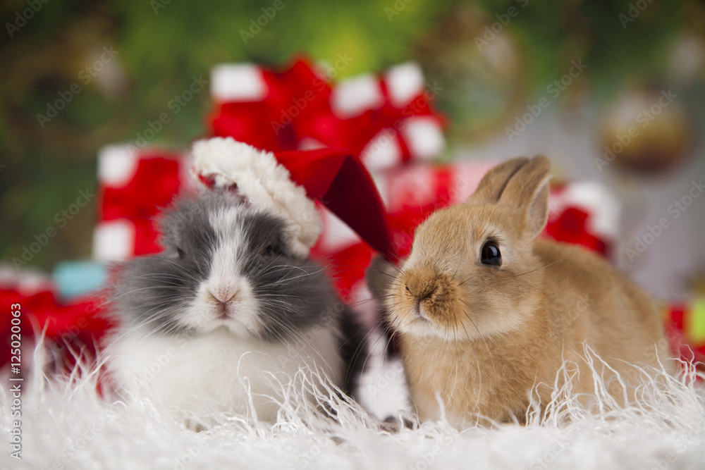 Fototapeta premium Bunny with Rabbit, christmas red Santa hat on winter decoration