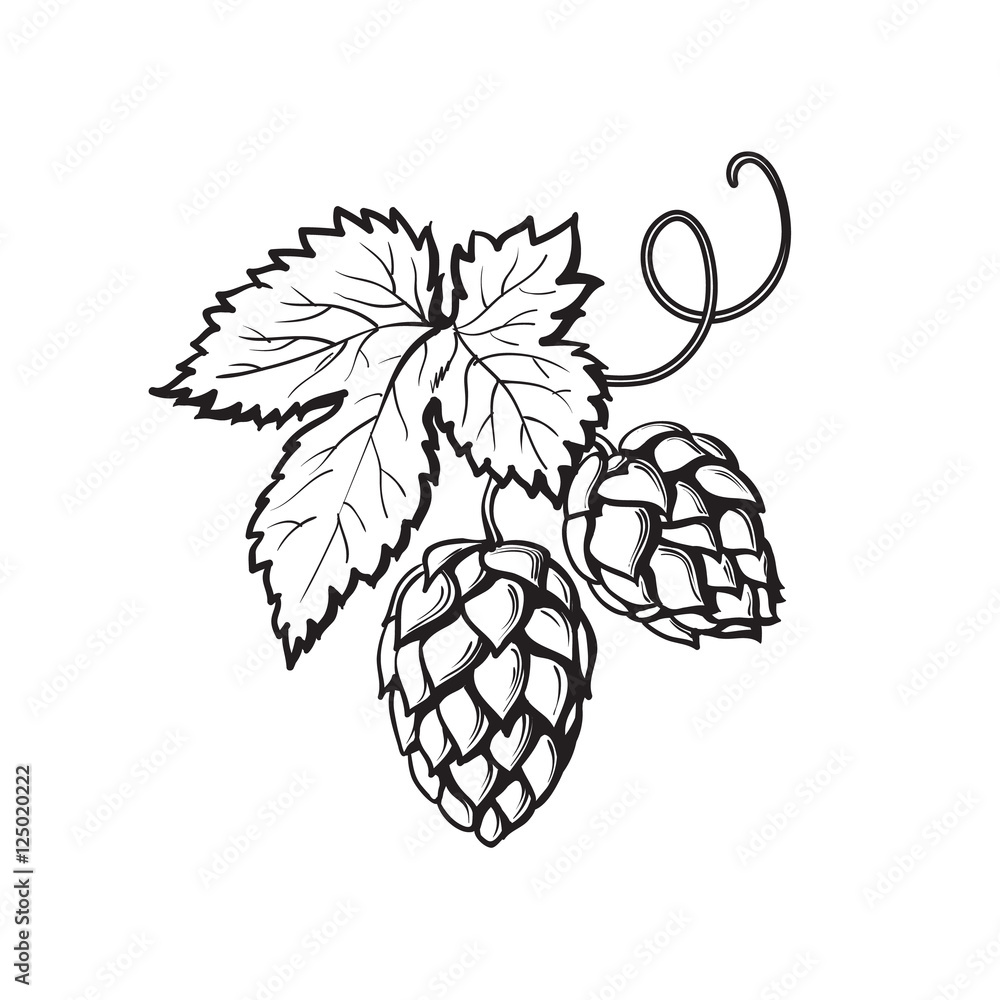 Green hop plant, sketch style vector illustration isolated on white ...