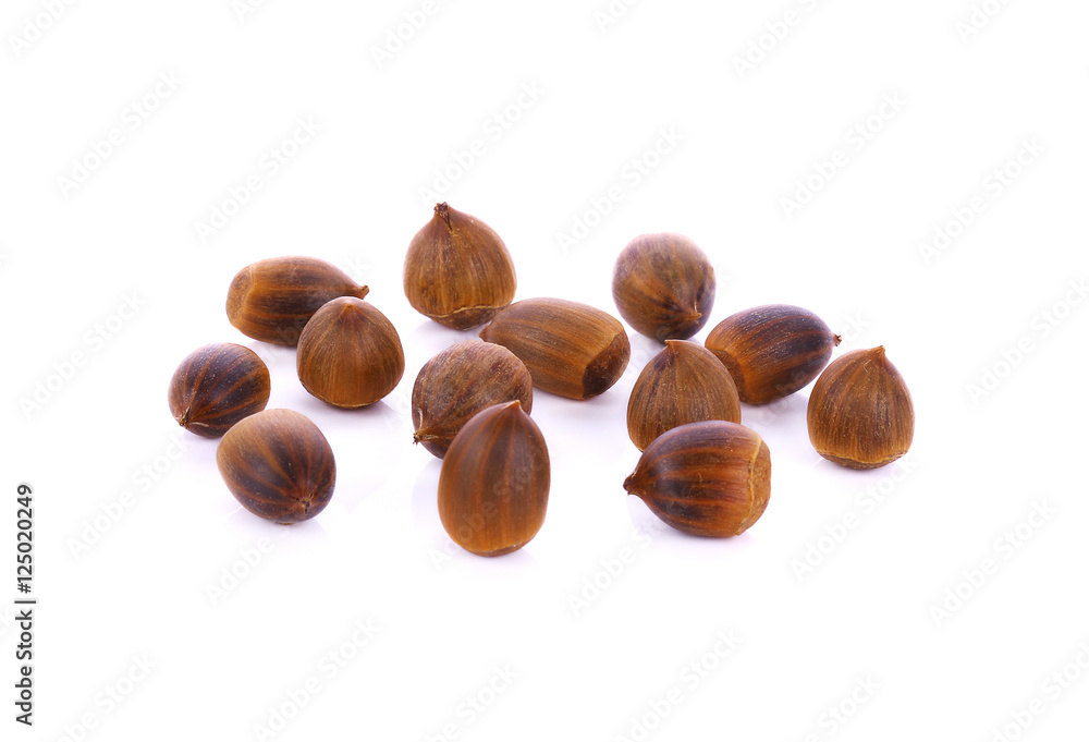 Evergreen Chinkapin isolate on white background Evergreen Chinkapin isolate on white background