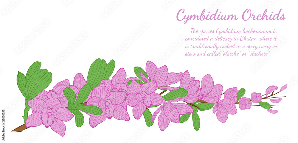 Cymbidium Orchids vector on white background.Cymbidium Orchids card by hand drawing.