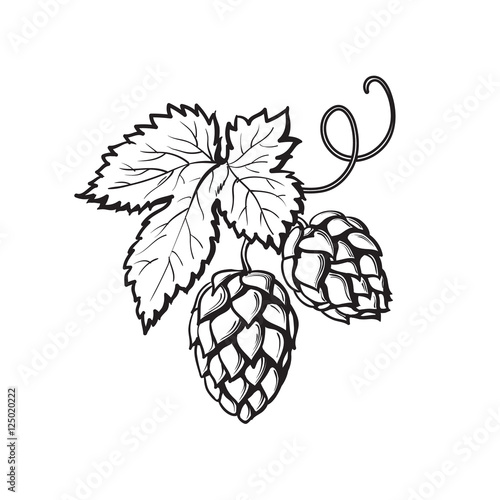 Green hop plant, sketch style vector illustration isolated on white background. Realistic hand drawn ripe hop cones, beer brewing ingredient