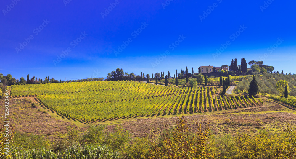 Naklejka premium beautiful landscape view of the Tuscany, Italy vineyard 