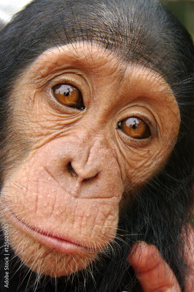 Chimpanzé Cameroun Edéa Chimpanzé Cameroun Edéa