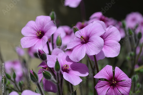 Fototapeta Naklejka Na Ścianę i Meble -  Beautiful Cluster of Purple Geraniums in Bloom