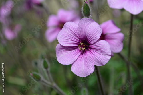 Fototapeta Naklejka Na Ścianę i Meble -  Perfect Purple Geranium Flower Blossom in Bloom