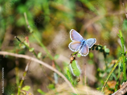 Wallpaper Mural Papillon  Torontodigital.ca