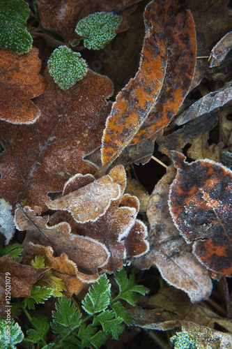 Still life of autumn frozen leaves