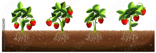 Strawberry plants in the farm